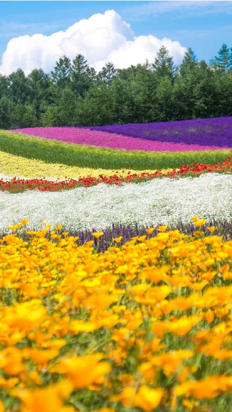 Tomita Farm Furano